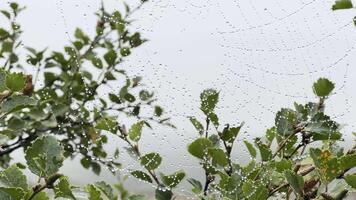 grande telaraña expuesto por gotas de lluvia Moviente con el viento video