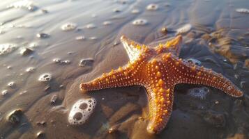 AI generated Starfish on the Beach with copy space. summer time photo