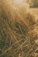 AI generated dried hay at close range grass photo