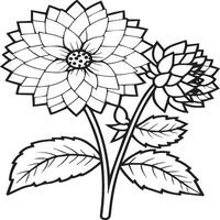 Dahlia flower coloring pages. Dahlia flowers outline vector