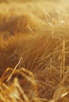 AI generated dried hay at close range grass photo