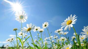 AI generated A gentle breeze rustles through a field of daisies, dancing under the warm embrace of the sun photo