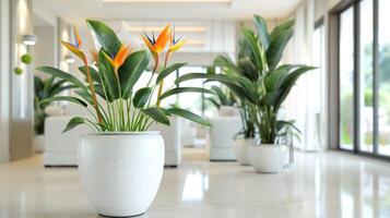 AI generated Beautiful flowering Strelitzia plants in a white ceramic large pot in the interior of a modern bright living room photo