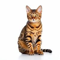 AI generated Cute bengal the cat isolated photo