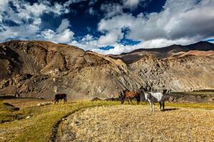 Horses and cow grazing in Himalayas. Ladakh, India photo