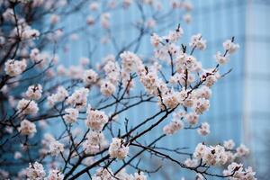 Blooming sakura flowers close up photo