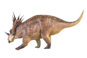 Styracosaurus dinosaur on isolated background photo