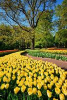 Blooming tulips flowerbeds in Keukenhof flower garden, Netherlan photo