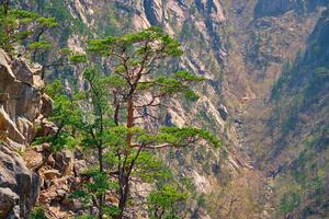 pino árbol y rock acantilado , seoraksan nacional parque, sur Corea foto