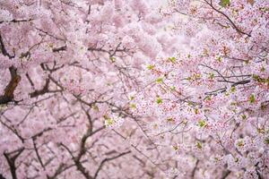 Blooming sakura cherry blossom photo