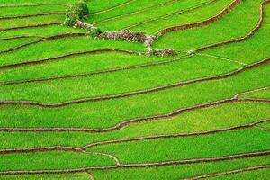 arroz campo gradas foto