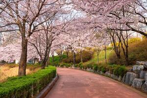 Blooming sakura cherry blossom alley in park photo