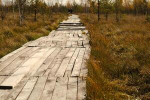 Wooden path on the swamp in Yelnya, Belarus photo