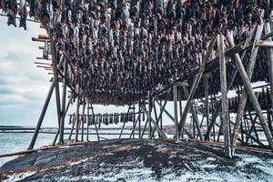 Drying flakes for stockfish cod fish in winter. Lofoten islands, photo