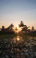 Beautiful Sunrise on Paddy Field and Coconut Trees photo