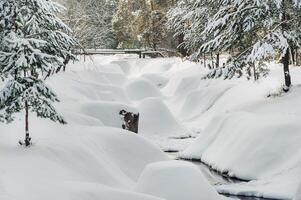 Winter landscape river in the snow, around the forest photo