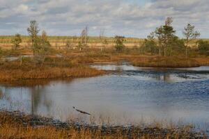 lagos en el pantano en el yelnya naturaleza reservar, bielorrusia, otoño. ecosistemas ambiental problemas clima cambio foto