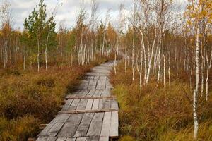 Wooden path on the swamp in Yelnya, Belarus photo