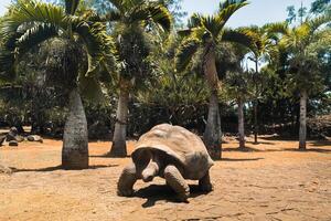 gigante tortugas dipsochelys gigantea en un tropical parque en el isla de Mauricio en el indio Oceano foto