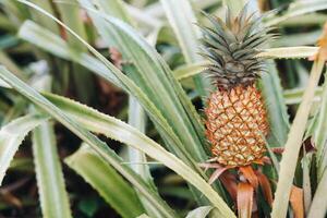 The pineapple on the clump has pink eyes. Pineapple trees grow tropical fruit in the pineapple plantation gardens. photo