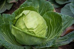 Growing green cabbage in the garden photo