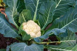 Fresco coliflor creciente en el campo foto