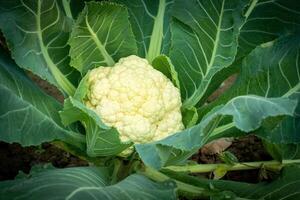 White cauliflower growing in the field close up photo