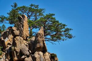 Pine tree and rock cliff , Seoraksan National Park, South Korea photo