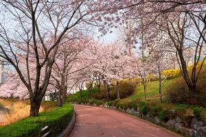 Blooming sakura cherry blossom alley in park photo