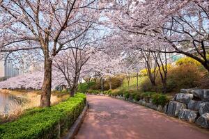 Blooming sakura cherry blossom alley in park photo