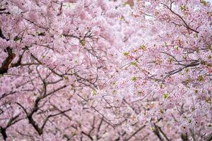 Blooming sakura cherry blossom photo