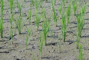 natural green grass or rice plants photo