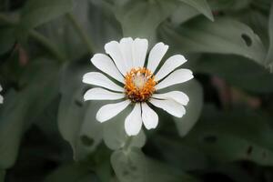 White flowers with a yellow crown on a background of green leaves. photo