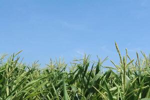 Corn field farming. Green nature. Rural farmland in summer. Plant growth. Farm scene. Outdoor view. Organic leaves. Harvest season with blue sky photo