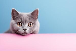 AI generated adorable gray british cat peeking out against a blue and pink background photo