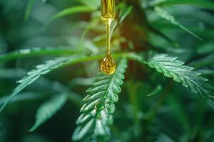 AI generated hemp oil dripping from a glass pipette against the background of a mature green hemp bush photo