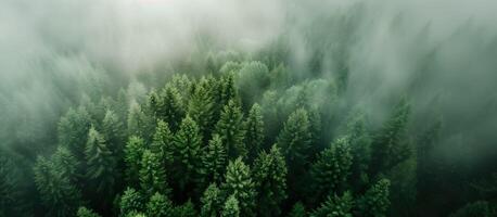 AI generated Misty forest of green pine trees background. Aerial perspective view. photo