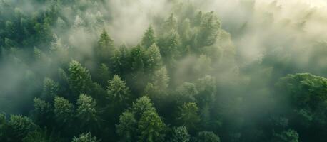 AI generated Aerial perspective view of misty foggy forest with green pine trees. Wide banner. photo