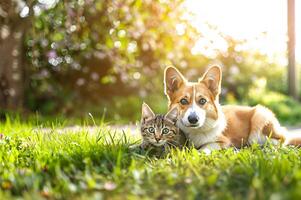 AI generated Adorable dog and cat duo lounging on lush green grass, basking in spring sunshine photo