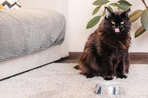 Big black cat licks his lips after eating in interior photo