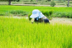 agricultores son atadura arriba el retirado arroz plántulas y preparando a Vamos a kuroda. foto