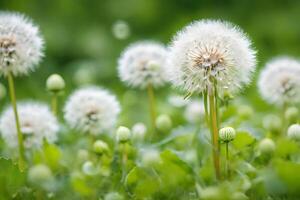 AI generated White fluffy dandelions, natural green blurred spring background photo