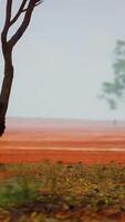 A solitary tree against a vibrant red backdrop video