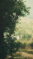 un' panoramico foresta sentiero circondato di alto alberi video