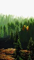 A scenic forest with a dense canopy of trees video