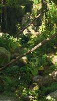 A lush green forest filled with lots of rocks video