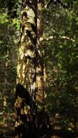 een dicht berk Woud met torenhoog bomen bereiken naar de lucht video