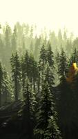 A dense forest with towering trees video