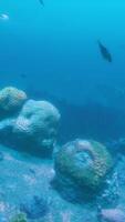 een groep van vis zwemmen over- een koraal rif video