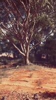 un sereno paisaje con arboles en un natural ajuste video